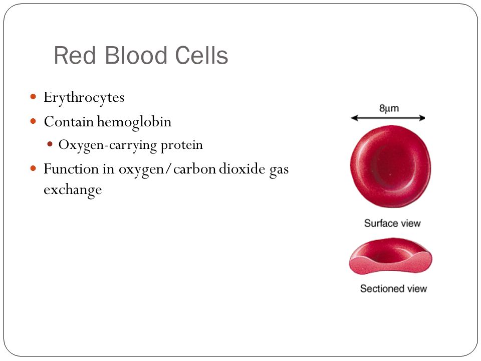 Red Blood Cells Erythrocytes Contain hemoglobin Oxygen-carrying protein Function in oxygen/carbon dioxide gas exchange