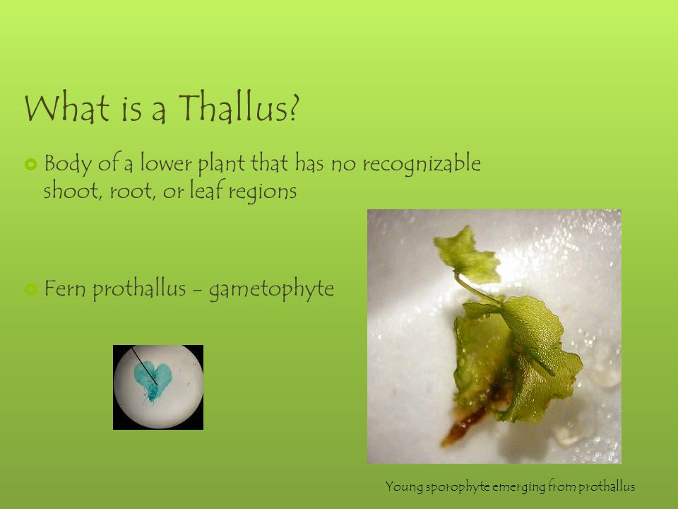 What is a Thallus.