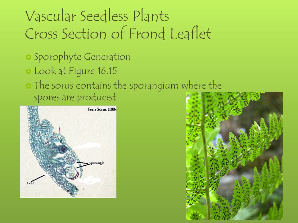 Vascular Seedless Plants Cross Section of Frond Leaflet  Sporophyte Generation  Look at Figure  The sorus contains the sporangium where the spores are produced