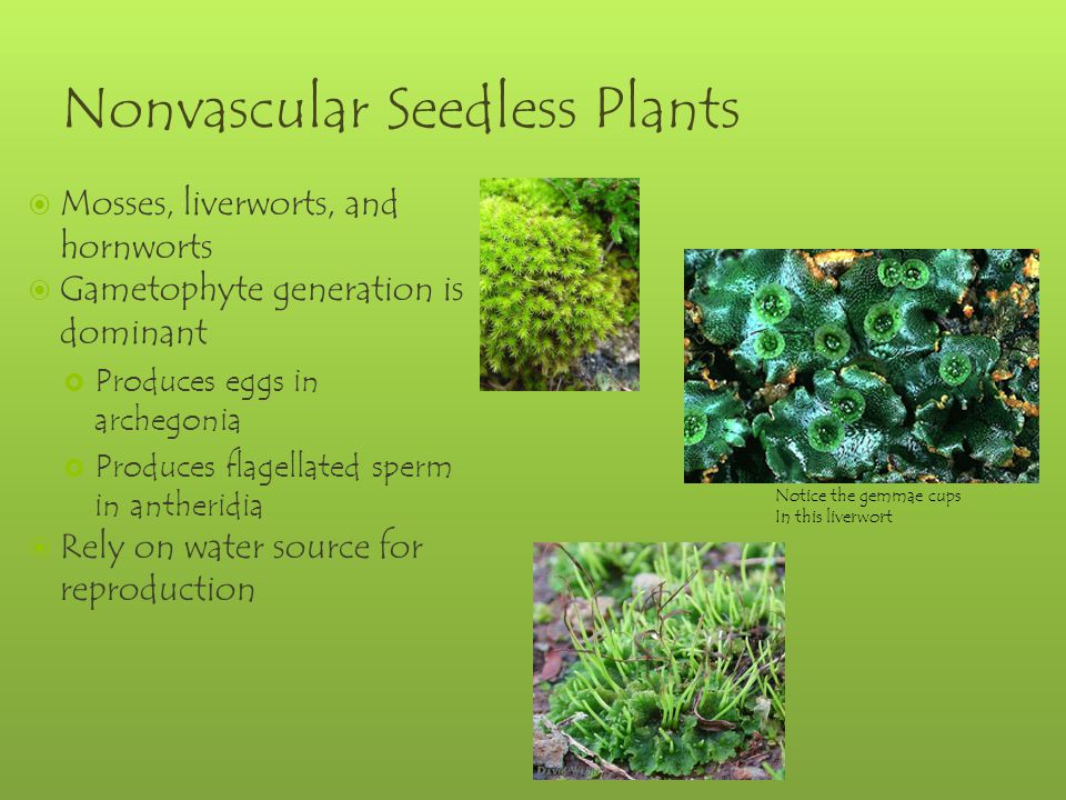 Nonvascular Seedless Plants  Mosses, liverworts, and hornworts  Gametophyte generation is dominant  Produces eggs in archegonia  Produces flagellated sperm in antheridia  Rely on water source for reproduction Notice the gemmae cups In this liverwort