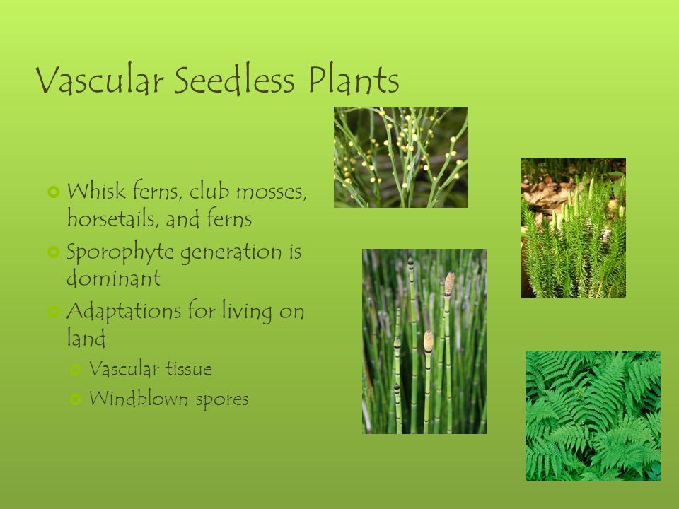Vascular Seedless Plants  Whisk ferns, club mosses, horsetails, and ferns  Sporophyte generation is dominant  Adaptations for living on land  Vascular tissue  Windblown spores