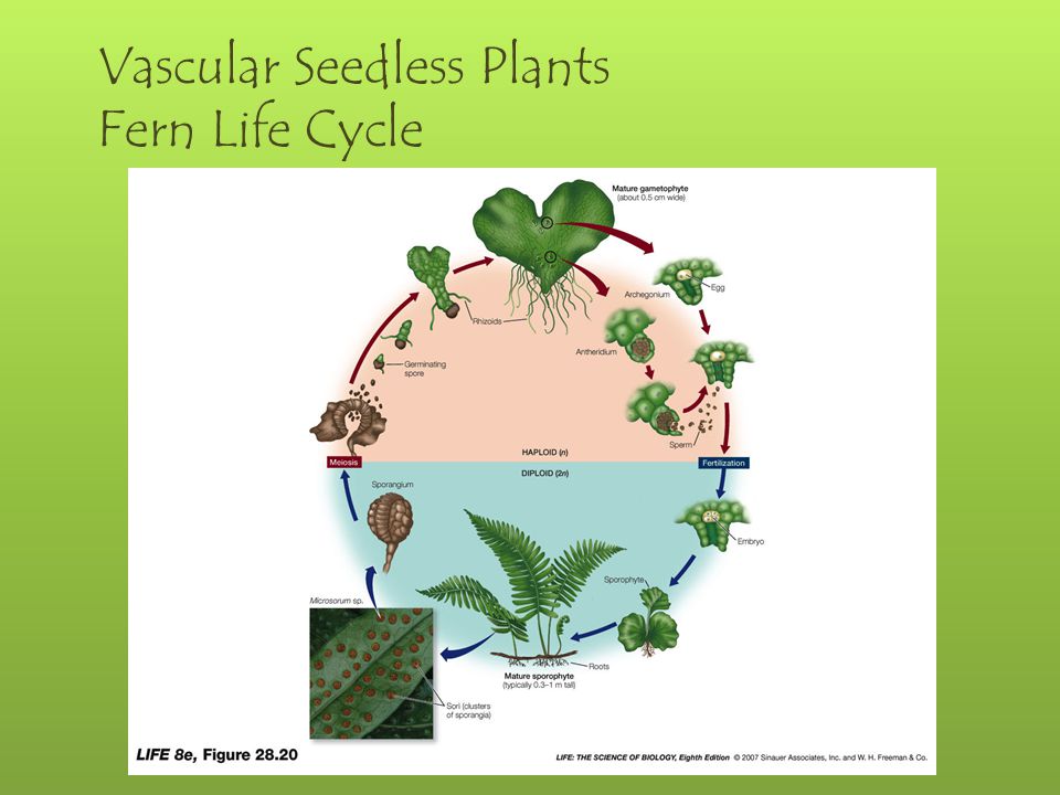 Vascular Seedless Plants Fern Life Cycle