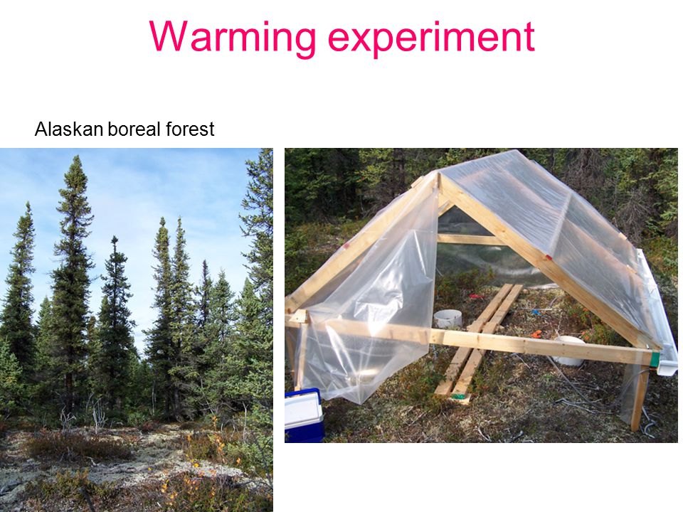 Warming experiment Alaskan boreal forest