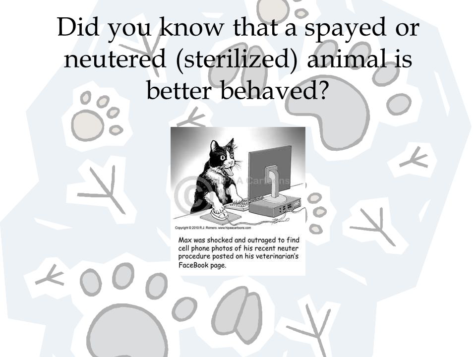 Did you know that a spayed or neutered (sterilized) animal is better behaved