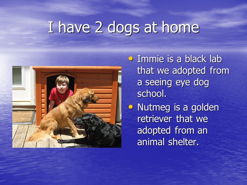 I have 2 dogs at home Immie is a black lab that we adopted from a seeing eye dog school.