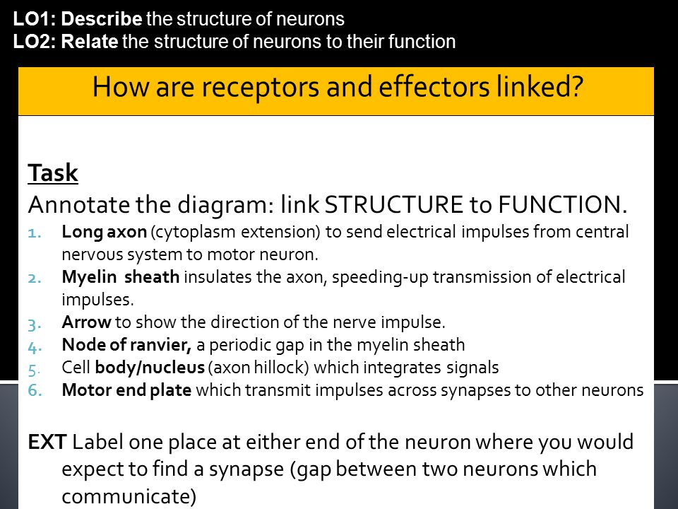LO1: Describe the structure of neurons LO2: Relate the structure of neurons to their function Task Annotate the diagram: link STRUCTURE to FUNCTION.