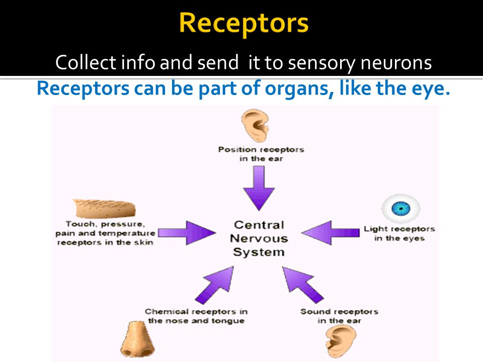 Collect info and send it to sensory neurons Receptors can be part of organs, like the eye.
