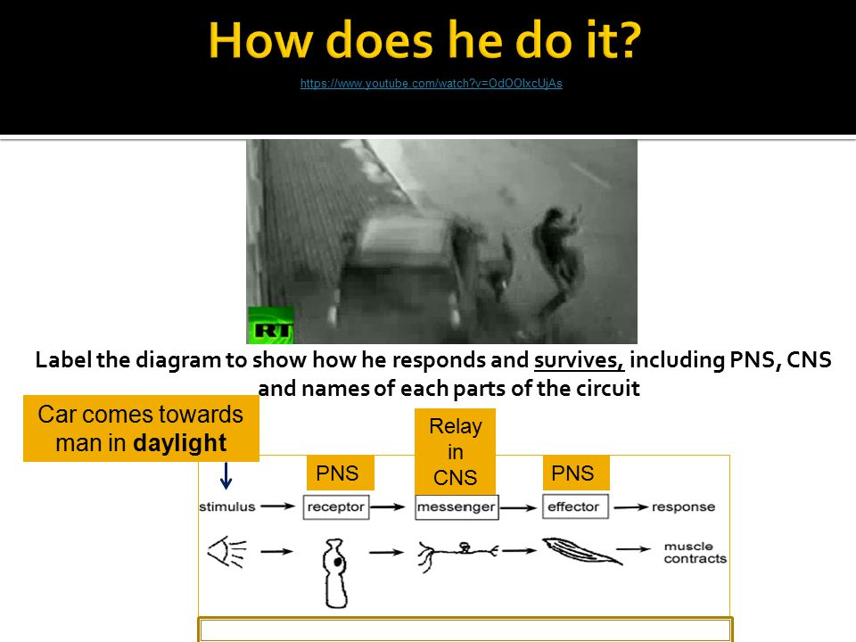 Label the diagram to show how he responds and survives, including PNS, CNS and names of each parts of the circuit Car comes towards man in daylight   v=OdOOIxcUjAs PNS Relay in CNS PNS