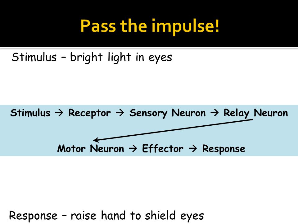 Stimulus  Receptor  Sensory Neuron  Relay Neuron Motor Neuron  Effector  Response Stimulus – bright light in eyes Response – raise hand to shield eyes