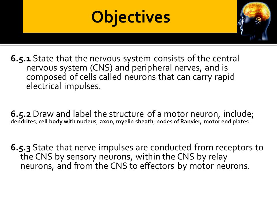 6.5.1 State that the nervous system consists of the central nervous system (CNS) and peripheral nerves, and is composed of cells called neurons that can carry rapid electrical impulses.