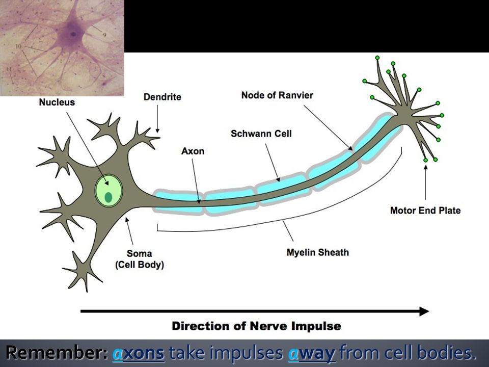 Remember: axons take impulses away from cell bodies.