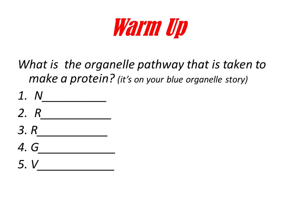 Warm Up What is the organelle pathway that is taken to make a protein.