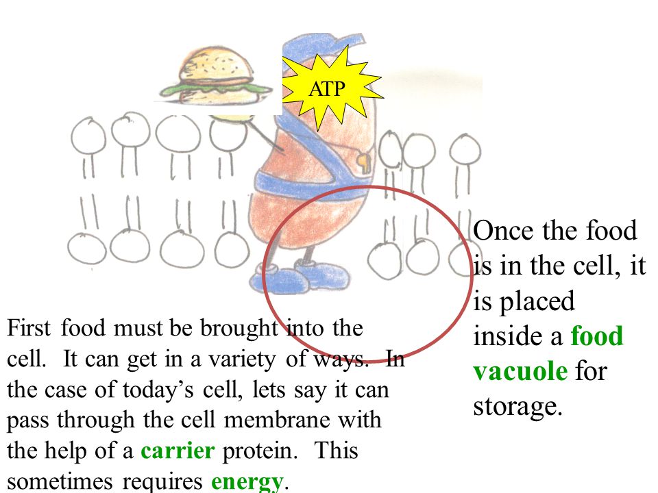 ATP First food must be brought into the cell. It can get in a variety of ways.