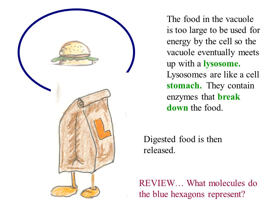 The food in the vacuole is too large to be used for energy by the cell so the vacuole eventually meets up with a lysosome.