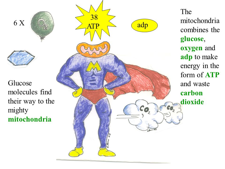 38 ATP 6 X adp Glucose molecules find their way to the mighty mitochondria The mitochondria combines the glucose, oxygen and adp to make energy in the form of ATP and waste carbon dioxide