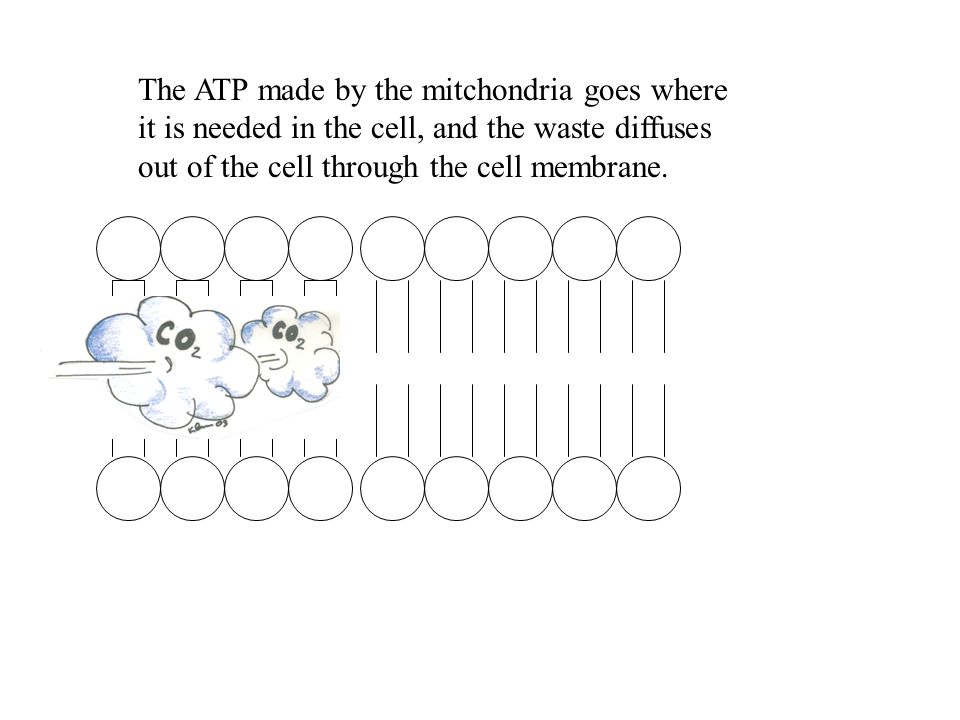 The ATP made by the mitchondria goes where it is needed in the cell, and the waste diffuses out of the cell through the cell membrane.