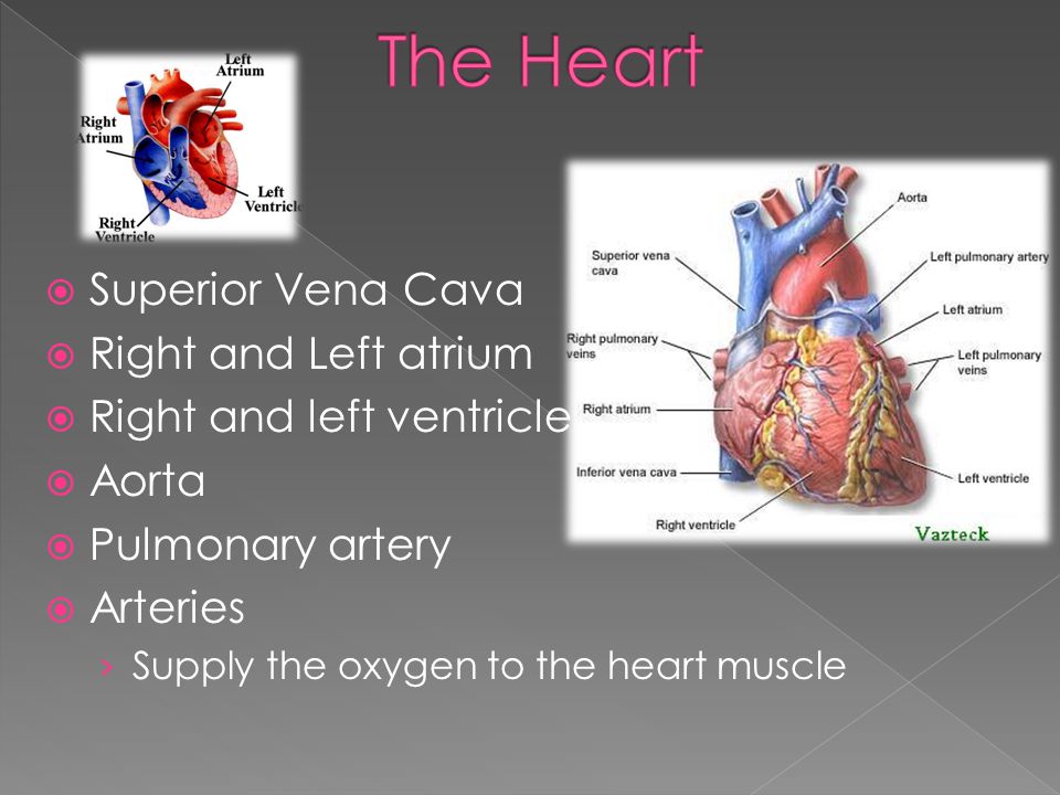 Superior Vena Cava  Right and Left atrium  Right and left ventricle  Aorta  Pulmonary artery  Arteries › Supply the oxygen to the heart muscle