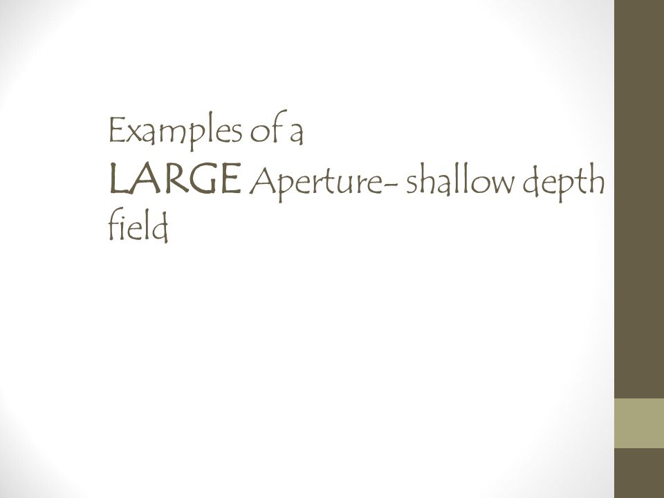 Examples of a LARGE Aperture- shallow depth of field