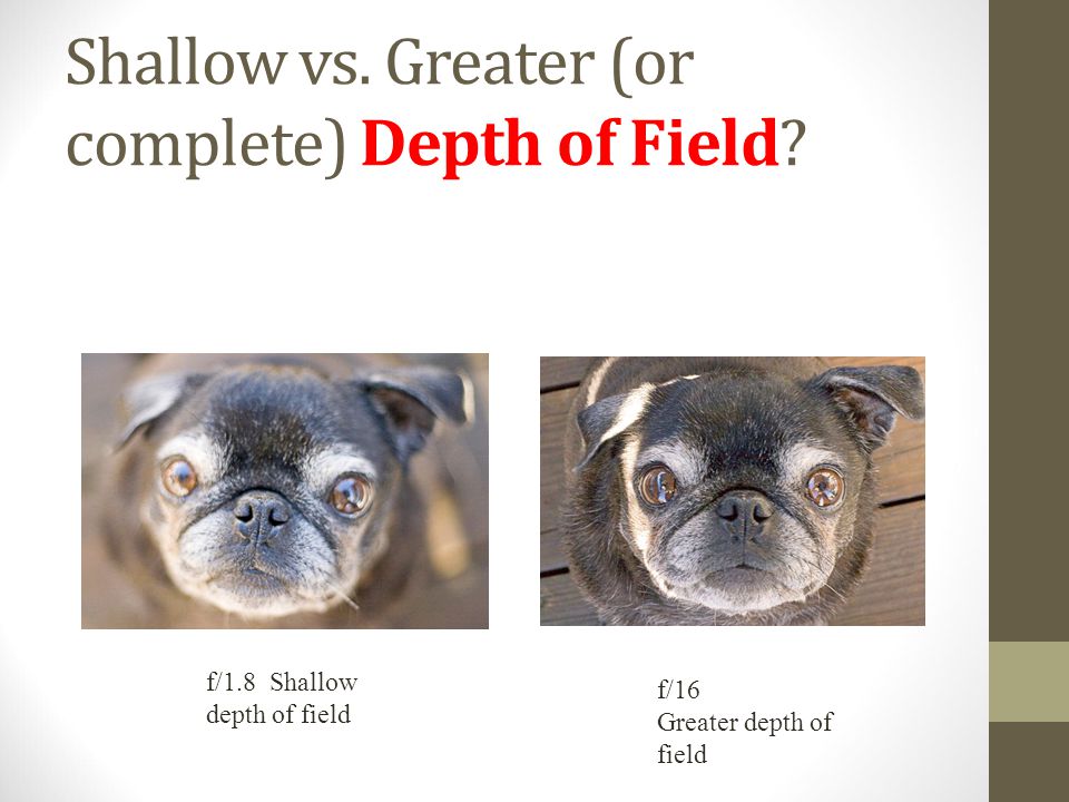 Shallow vs. Greater (or complete) Depth of Field.