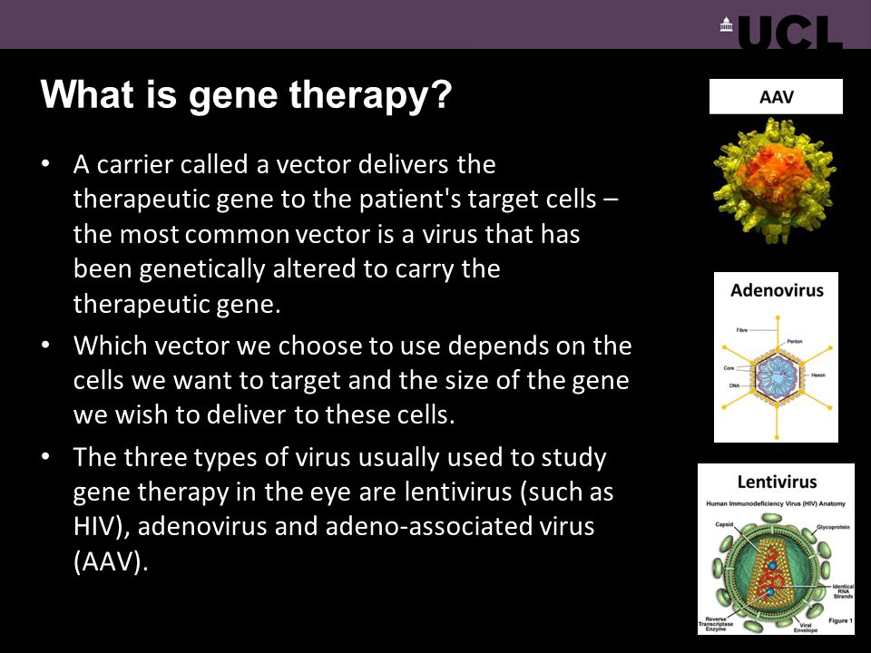 what is gene therapy essay Gene therapy is the process of replacing defective genes in a cell with healthy ones in simple terms, genes form the basis of heredity they come as triplets of nitrogenous basis which form amino acids. what is gene therapy essay Gene therapy is the process of replacing defective genes in a cell with healthy ones in simple terms, genes form the basis of heredity they come as triplets of nitrogenous basis which form amino acids.