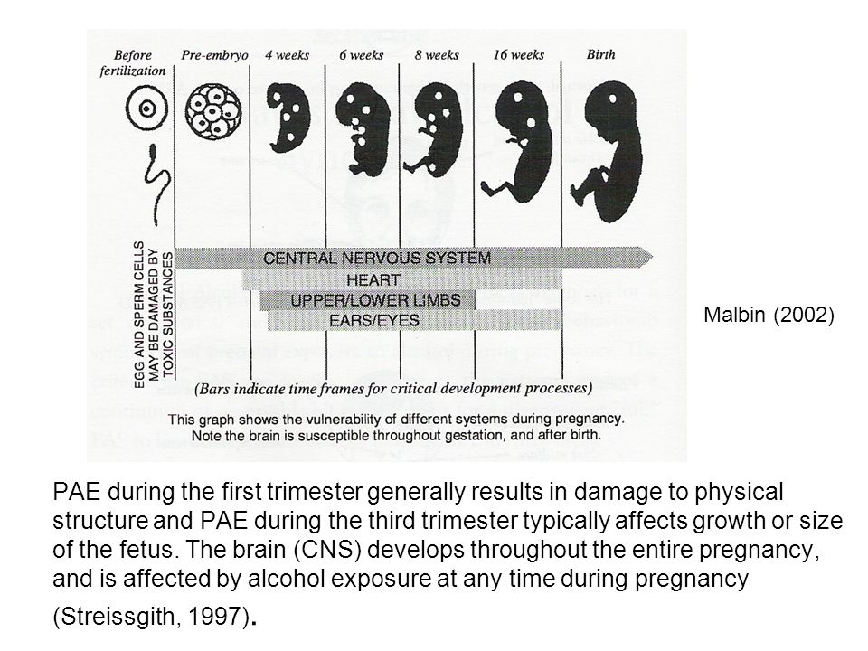 Buy research papers online cheap the effect of prenatal alcohol exposure