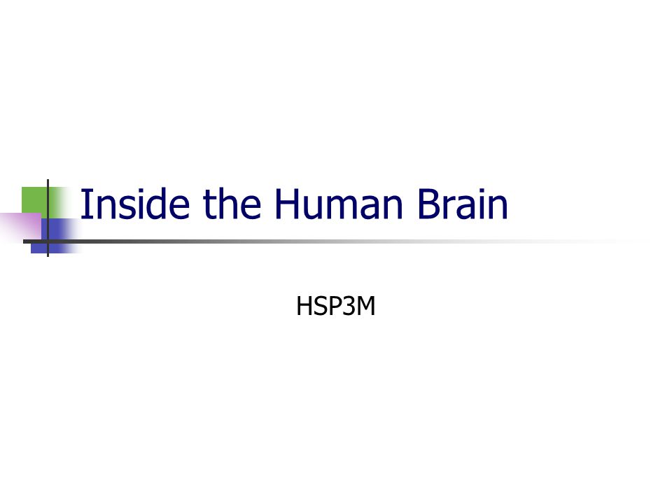 Inside the Human Brain HSP3M