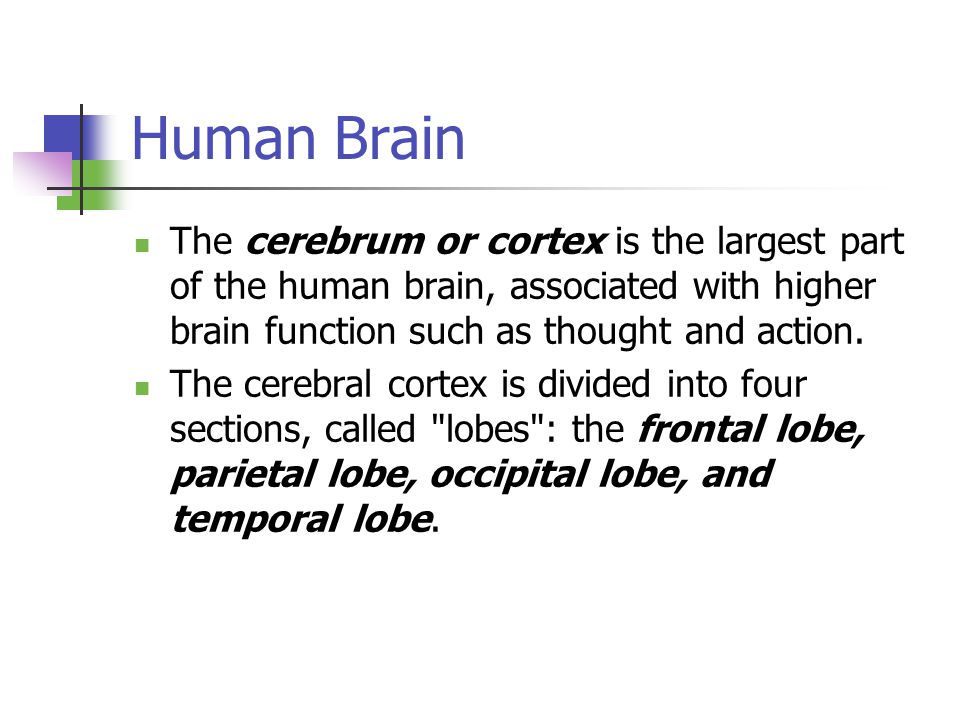 Human Brain The cerebrum or cortex is the largest part of the human brain, associated with higher brain function such as thought and action.