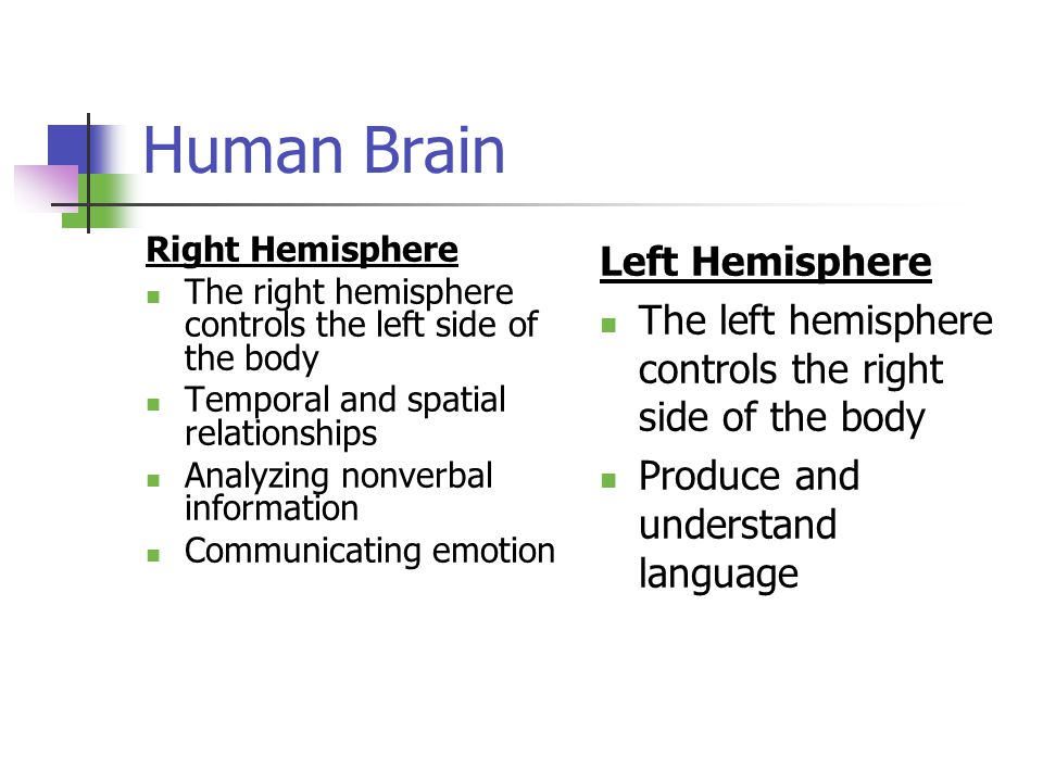Human Brain Right Hemisphere The right hemisphere controls the left side of the body Temporal and spatial relationships Analyzing nonverbal information Communicating emotion Left Hemisphere The left hemisphere controls the right side of the body Produce and understand language