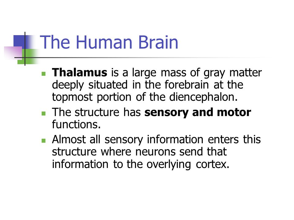 The Human Brain Thalamus is a large mass of gray matter deeply situated in the forebrain at the topmost portion of the diencephalon.