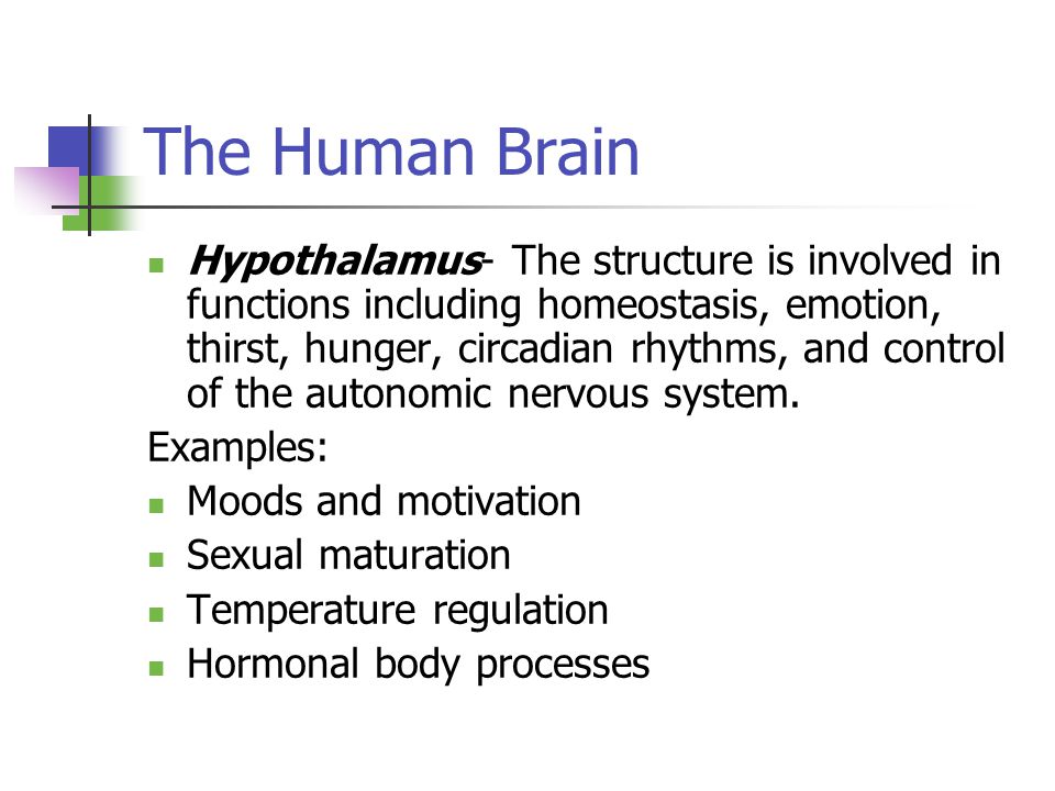 The Human Brain Hypothalamus- The structure is involved in functions including homeostasis, emotion, thirst, hunger, circadian rhythms, and control of the autonomic nervous system.