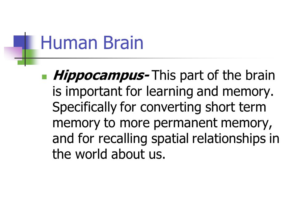 Human Brain Hippocampus- This part of the brain is important for learning and memory.