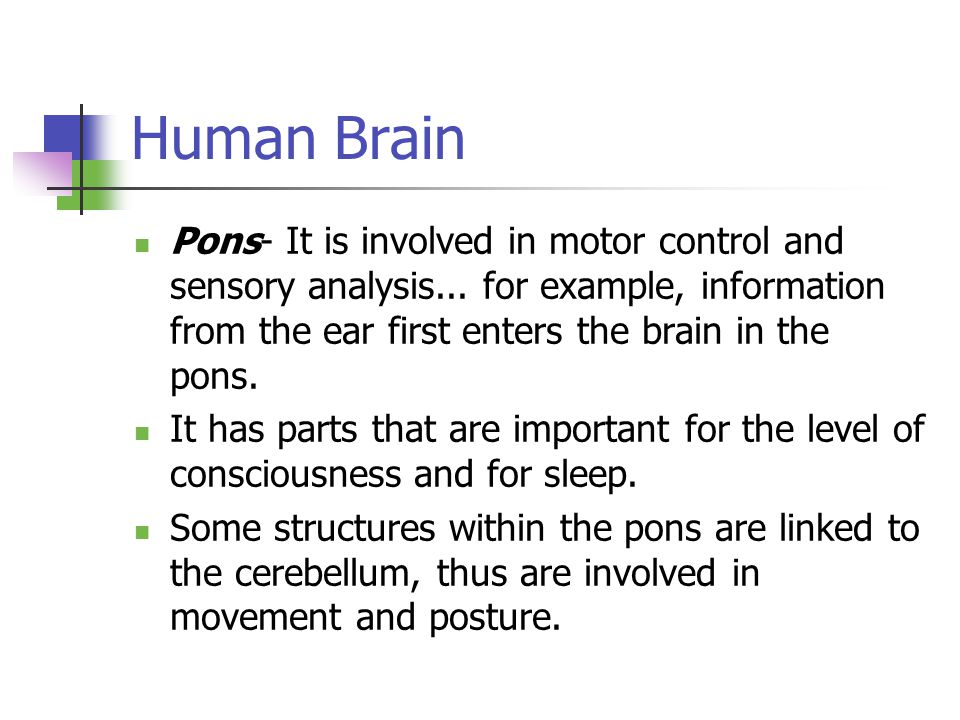 Human Brain Pons- It is involved in motor control and sensory analysis...