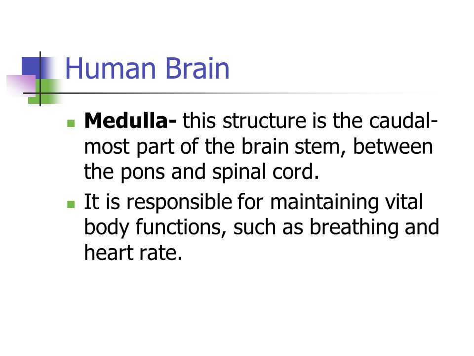 Human Brain Medulla- this structure is the caudal- most part of the brain stem, between the pons and spinal cord.
