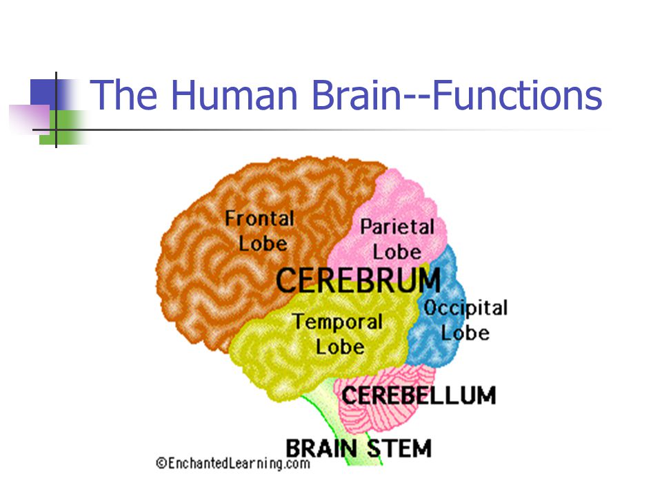 The Human Brain--Functions