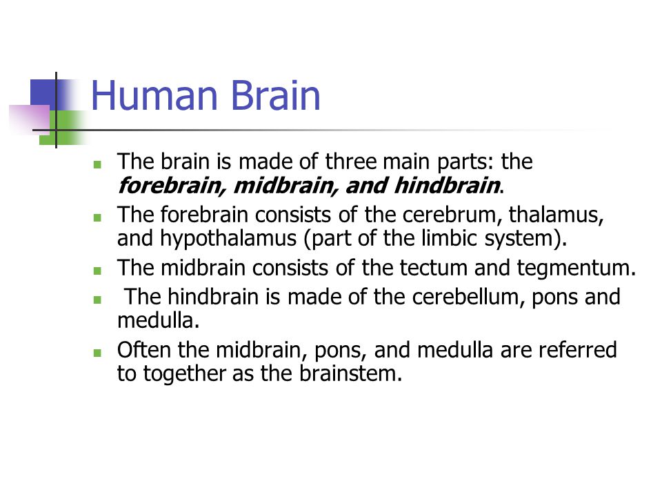 Human Brain The brain is made of three main parts: the forebrain, midbrain, and hindbrain.