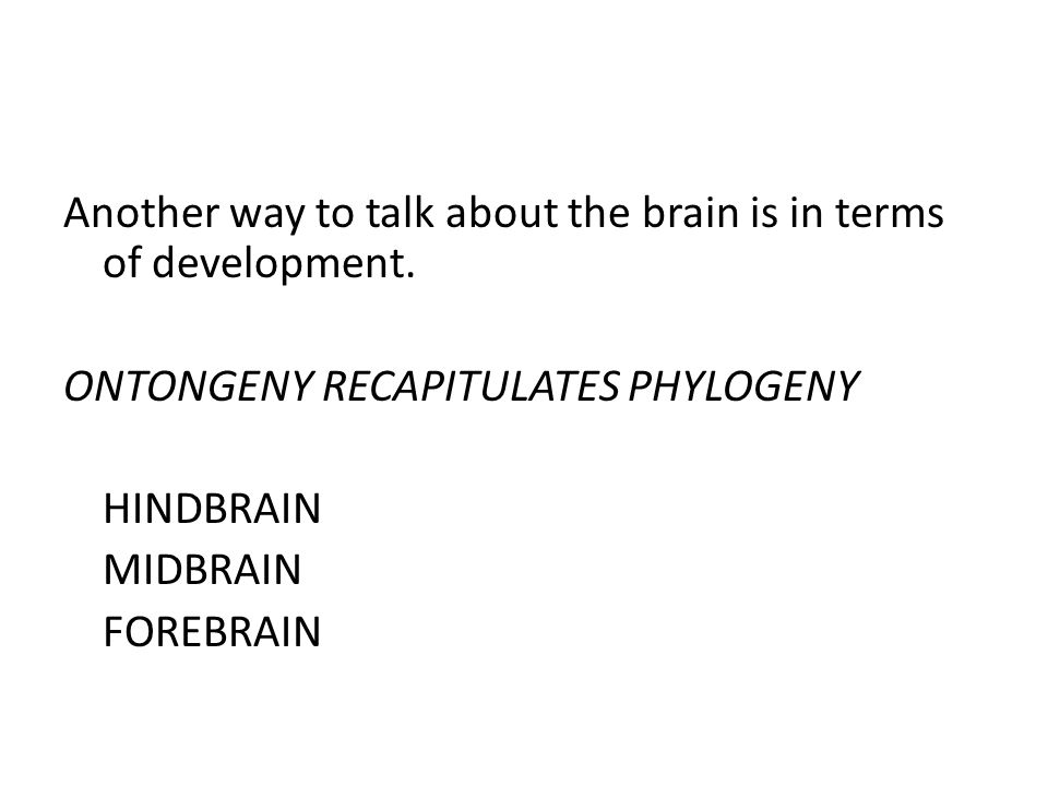 Another way to talk about the brain is in terms of development.