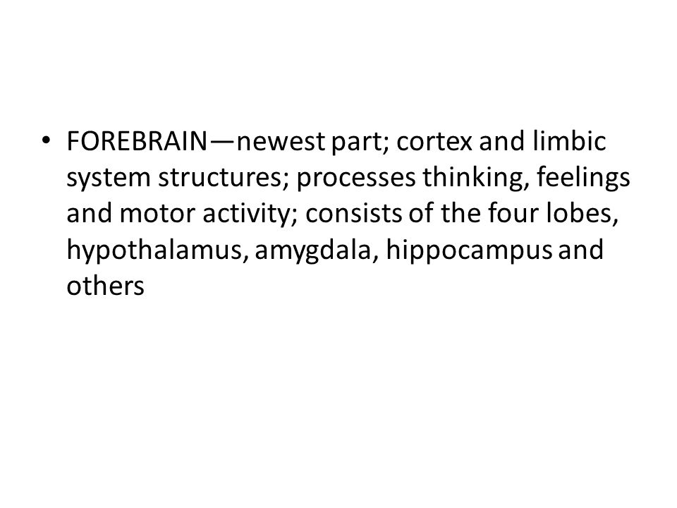 FOREBRAIN—newest part; cortex and limbic system structures; processes thinking, feelings and motor activity; consists of the four lobes, hypothalamus, amygdala, hippocampus and others