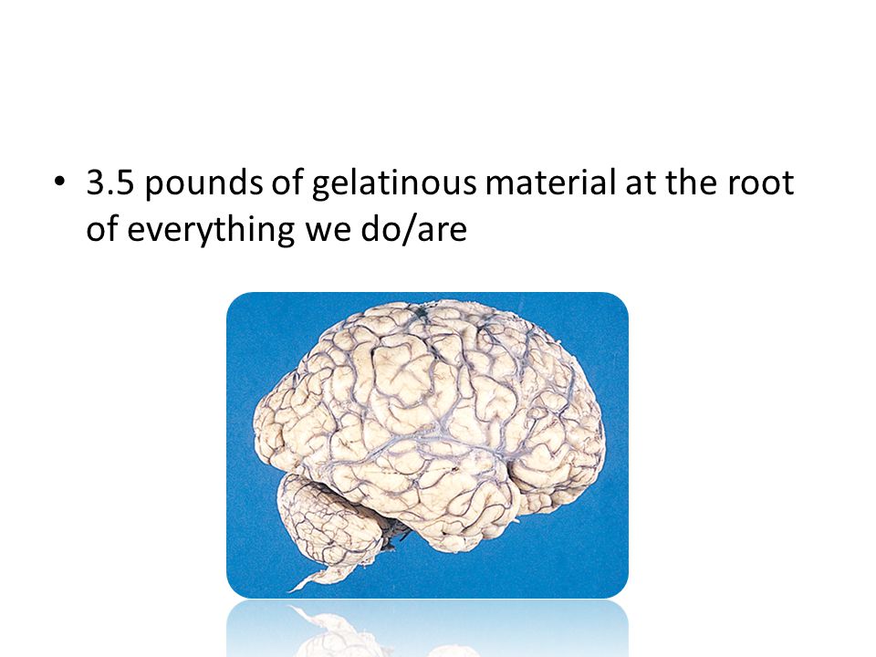 3.5 pounds of gelatinous material at the root of everything we do/are
