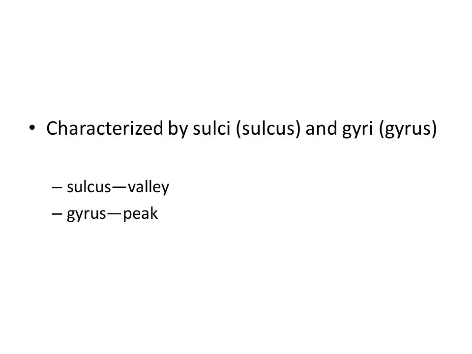 Characterized by sulci (sulcus) and gyri (gyrus) – sulcus—valley – gyrus—peak