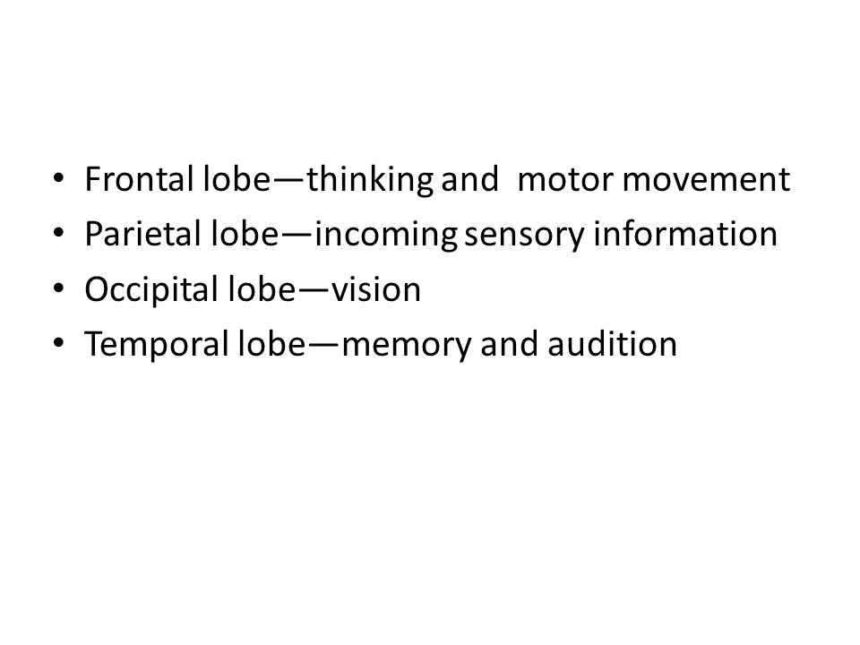 Frontal lobe—thinking and motor movement Parietal lobe—incoming sensory information Occipital lobe—vision Temporal lobe—memory and audition