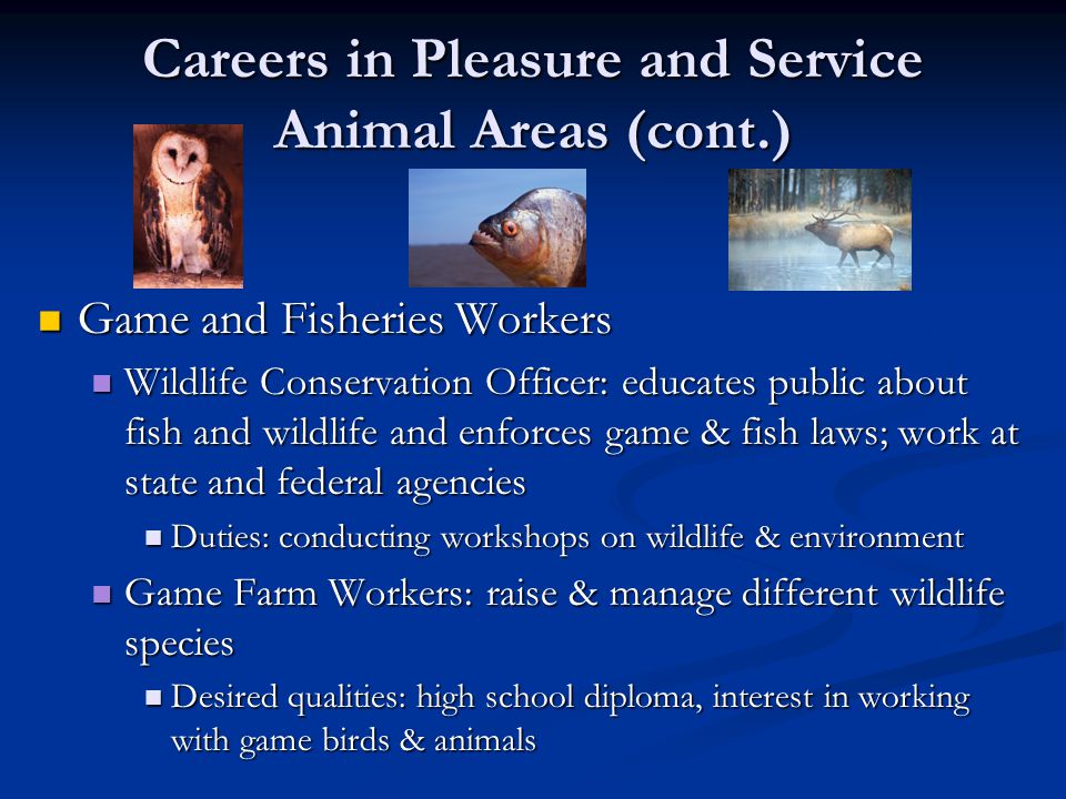 Careers in Pleasure and Service Animal Areas (cont.) Game and Fisheries Workers Game and Fisheries Workers Wildlife Conservation Officer: educates public about fish and wildlife and enforces game & fish laws; work at state and federal agencies Wildlife Conservation Officer: educates public about fish and wildlife and enforces game & fish laws; work at state and federal agencies Duties: conducting workshops on wildlife & environment Duties: conducting workshops on wildlife & environment Game Farm Workers: raise & manage different wildlife species Game Farm Workers: raise & manage different wildlife species Desired qualities: high school diploma, interest in working with game birds & animals Desired qualities: high school diploma, interest in working with game birds & animals