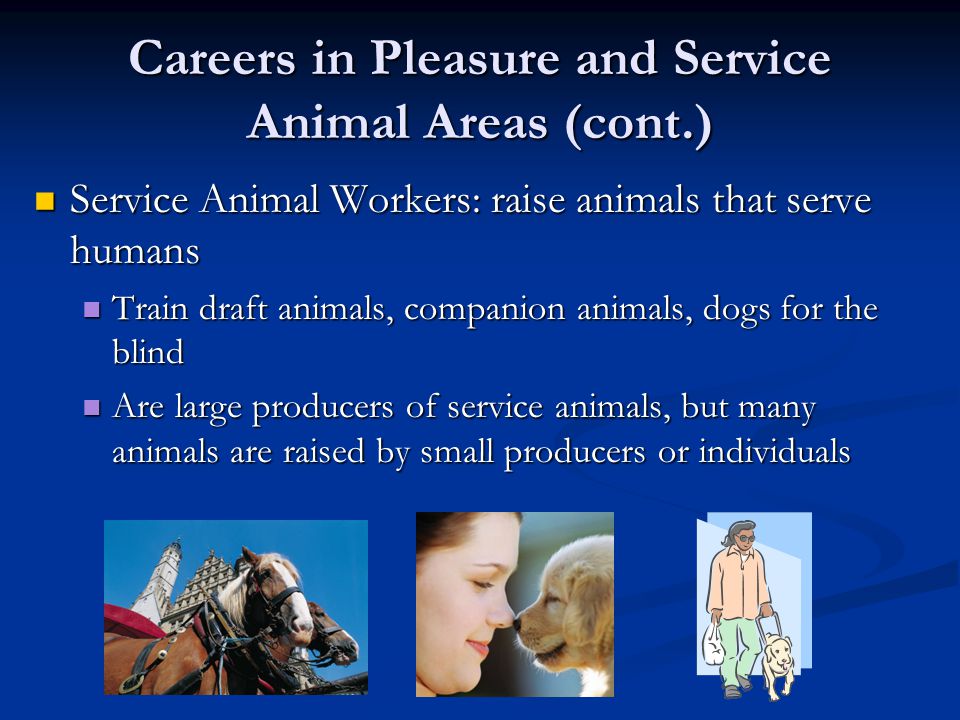 Careers in Pleasure and Service Animal Areas (cont.) Service Animal Workers: raise animals that serve humans Service Animal Workers: raise animals that serve humans Train draft animals, companion animals, dogs for the blind Train draft animals, companion animals, dogs for the blind Are large producers of service animals, but many animals are raised by small producers or individuals Are large producers of service animals, but many animals are raised by small producers or individuals