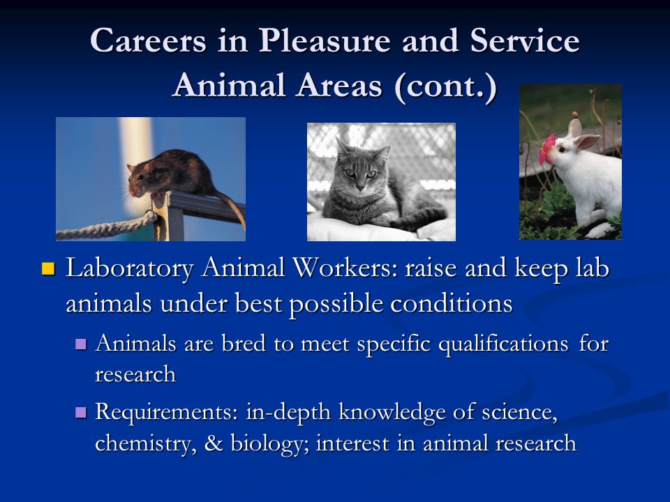 Careers in Pleasure and Service Animal Areas (cont.) Laboratory Animal Workers: raise and keep lab animals under best possible conditions Laboratory Animal Workers: raise and keep lab animals under best possible conditions Animals are bred to meet specific qualifications for research Animals are bred to meet specific qualifications for research Requirements: in-depth knowledge of science, chemistry, & biology; interest in animal research Requirements: in-depth knowledge of science, chemistry, & biology; interest in animal research