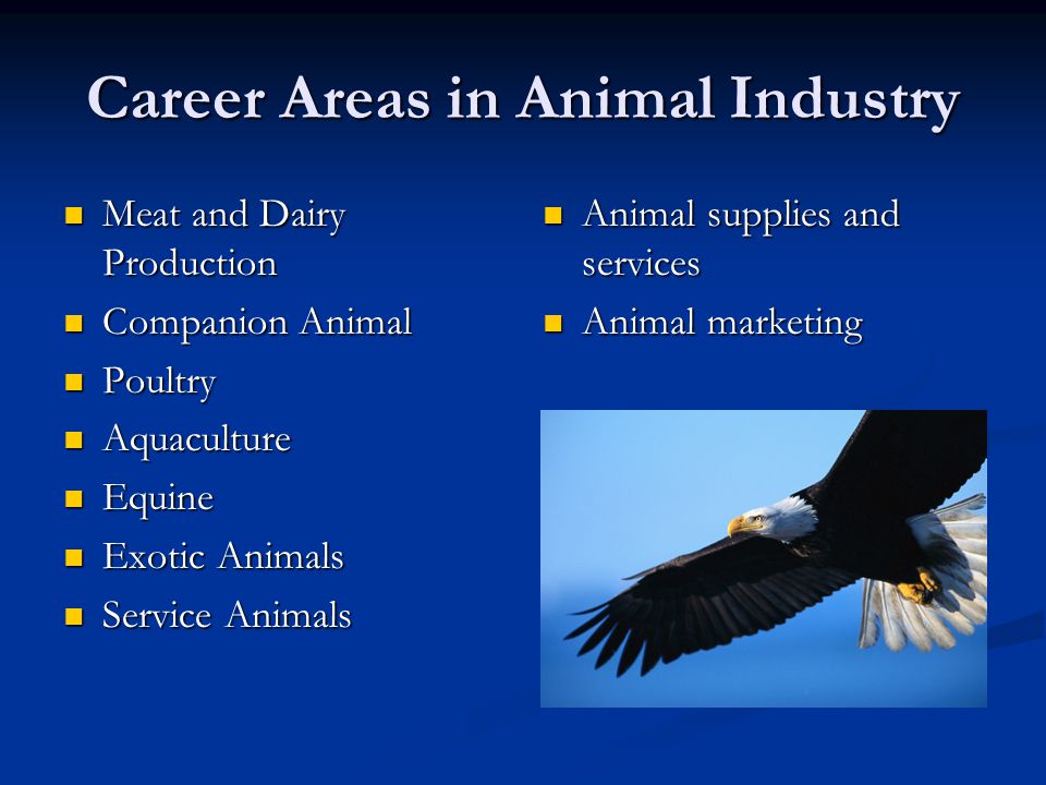 Career Areas in Animal Industry Meat and Dairy Production Meat and Dairy Production Companion Animal Companion Animal Poultry Poultry Aquaculture Aquaculture Equine Equine Exotic Animals Exotic Animals Service Animals Service Animals Animal supplies and services Animal marketing