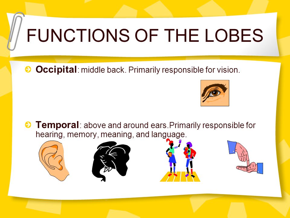 FUNCTIONS OF THE LOBES Occipital : middle back. Primarily responsible for vision.