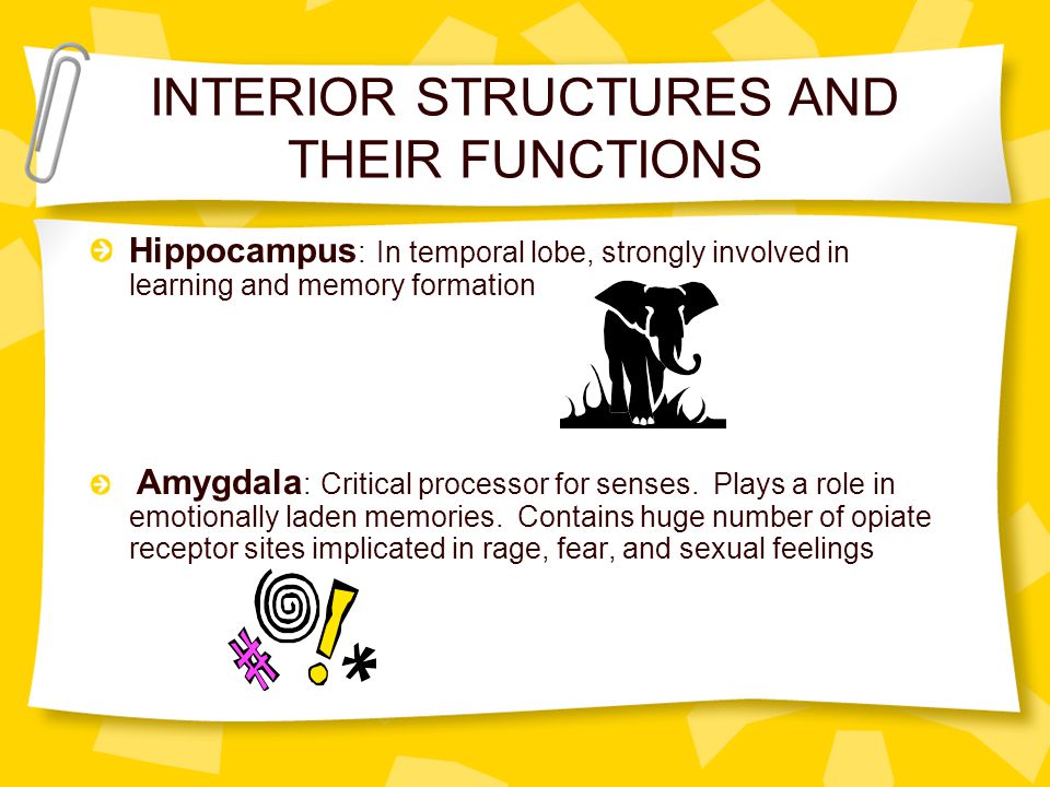 INTERIOR STRUCTURES AND THEIR FUNCTIONS Hippocampus : In temporal lobe, strongly involved in learning and memory formation Amygdala : Critical processor for senses.