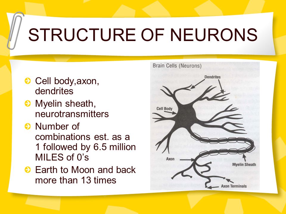 STRUCTURE OF NEURONS Cell body,axon, dendrites Myelin sheath, neurotransmitters Number of combinations est.