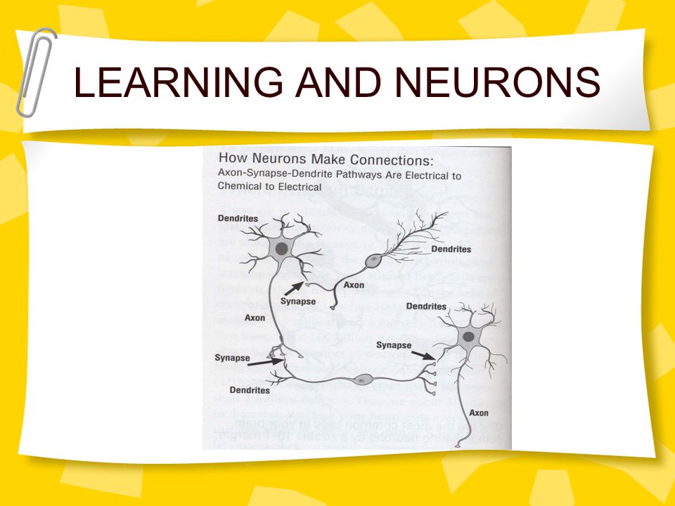 LEARNING AND NEURONS