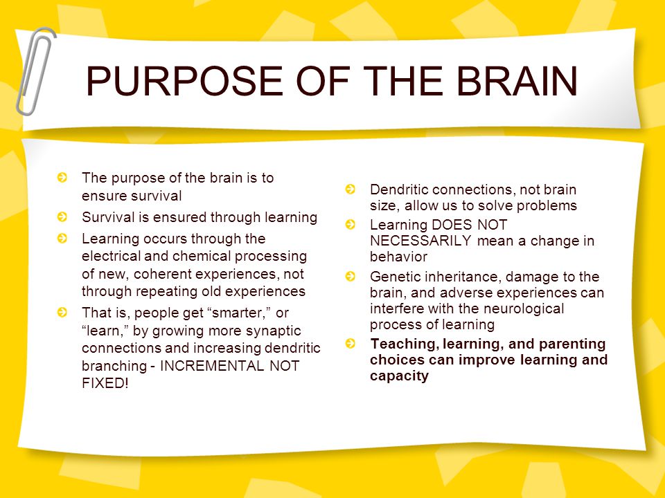 PURPOSE OF THE BRAIN The purpose of the brain is to ensure survival Survival is ensured through learning Learning occurs through the electrical and chemical processing of new, coherent experiences, not through repeating old experiences That is, people get smarter, or learn, by growing more synaptic connections and increasing dendritic branching - INCREMENTAL NOT FIXED.