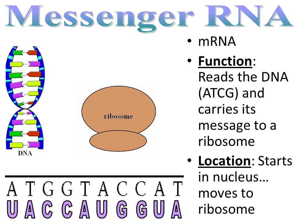 Single nucleotide strand Sugar: Ribose 4 Bases: – A: Adenine – G: Guanine – C: Cytosine – U: Uracil U replaces T Three Types of RNA